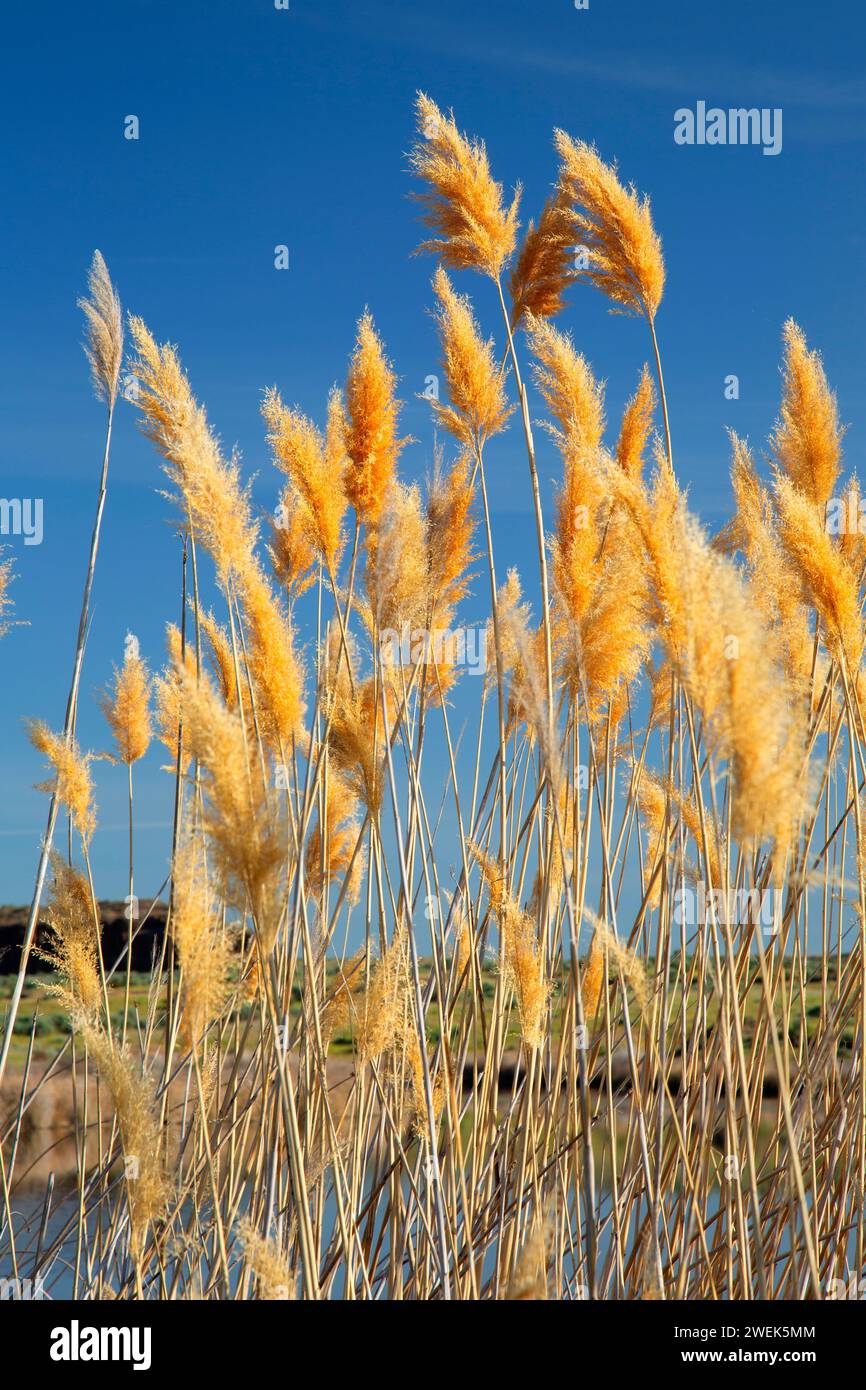 Phragmites, Columbia National Wildlife Refuge, Washington Foto Stock