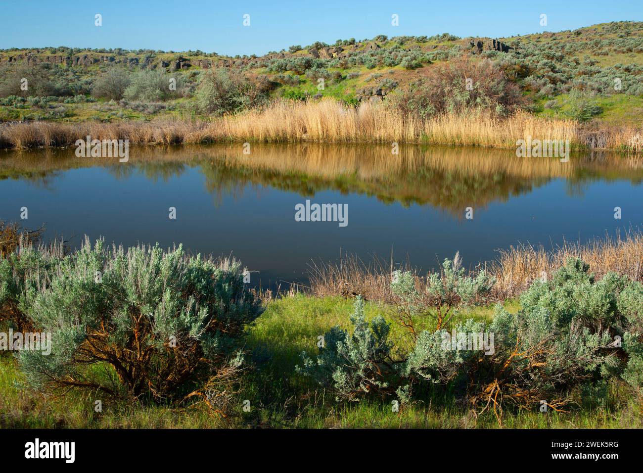 Lago Lemna, Columbia National Wildlife Refuge, Washington Foto Stock