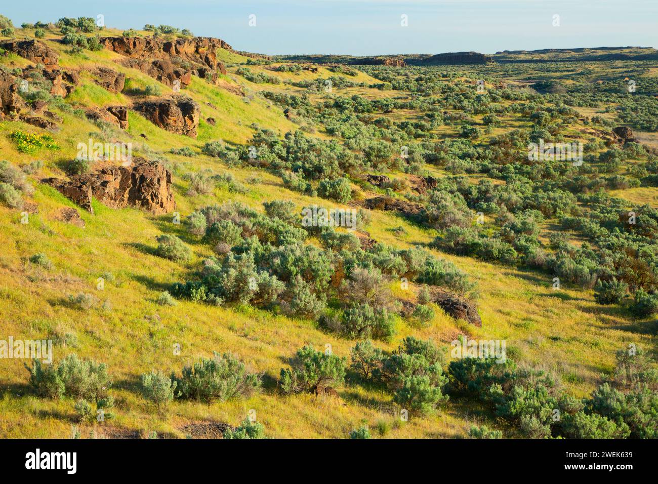 Sagebrush prateria, Columbia National Wildlife Refuge, Washington Foto Stock