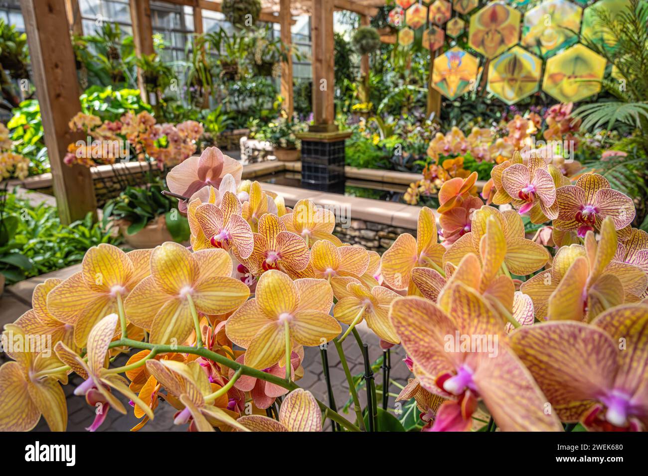 Orchid display House del Fuqua Orchid Center presso l'Atlanta Botanical Garden a Midtown Atlanta, Georgia. (USA) Foto Stock