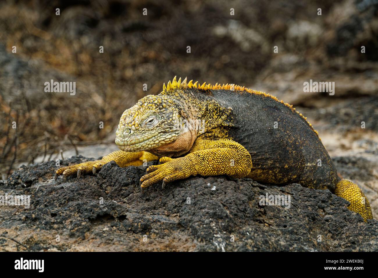 Un'iguana di terra delle Galapagos che prende il sole sull'Isola di Plaza Sur, sulle Isole Galapagos, Ecuador. Foto Stock