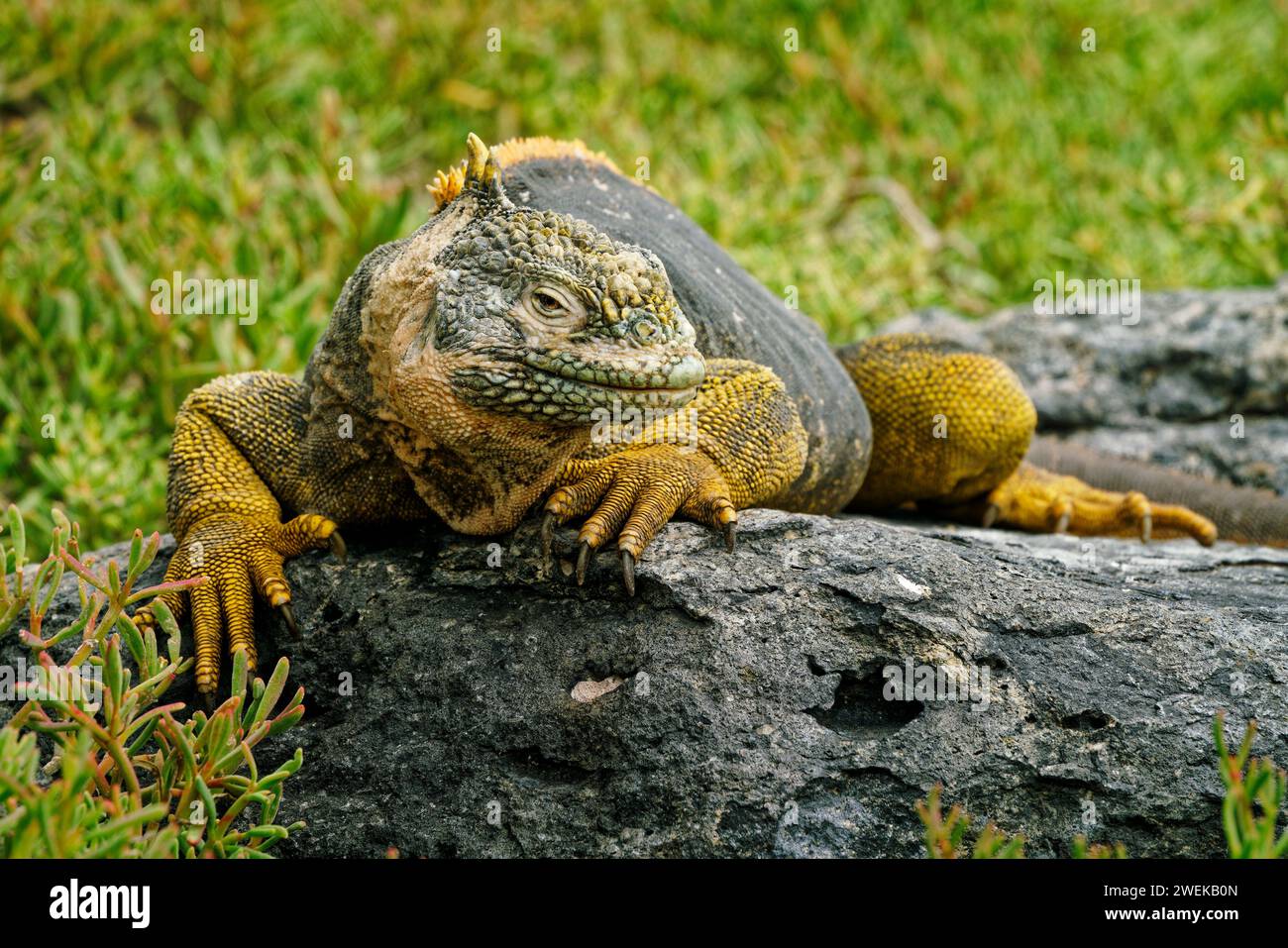 Un'iguana di terra delle Galapagos che prende il sole sull'Isola di Plaza Sur, sulle Isole Galapagos, Ecuador. Foto Stock