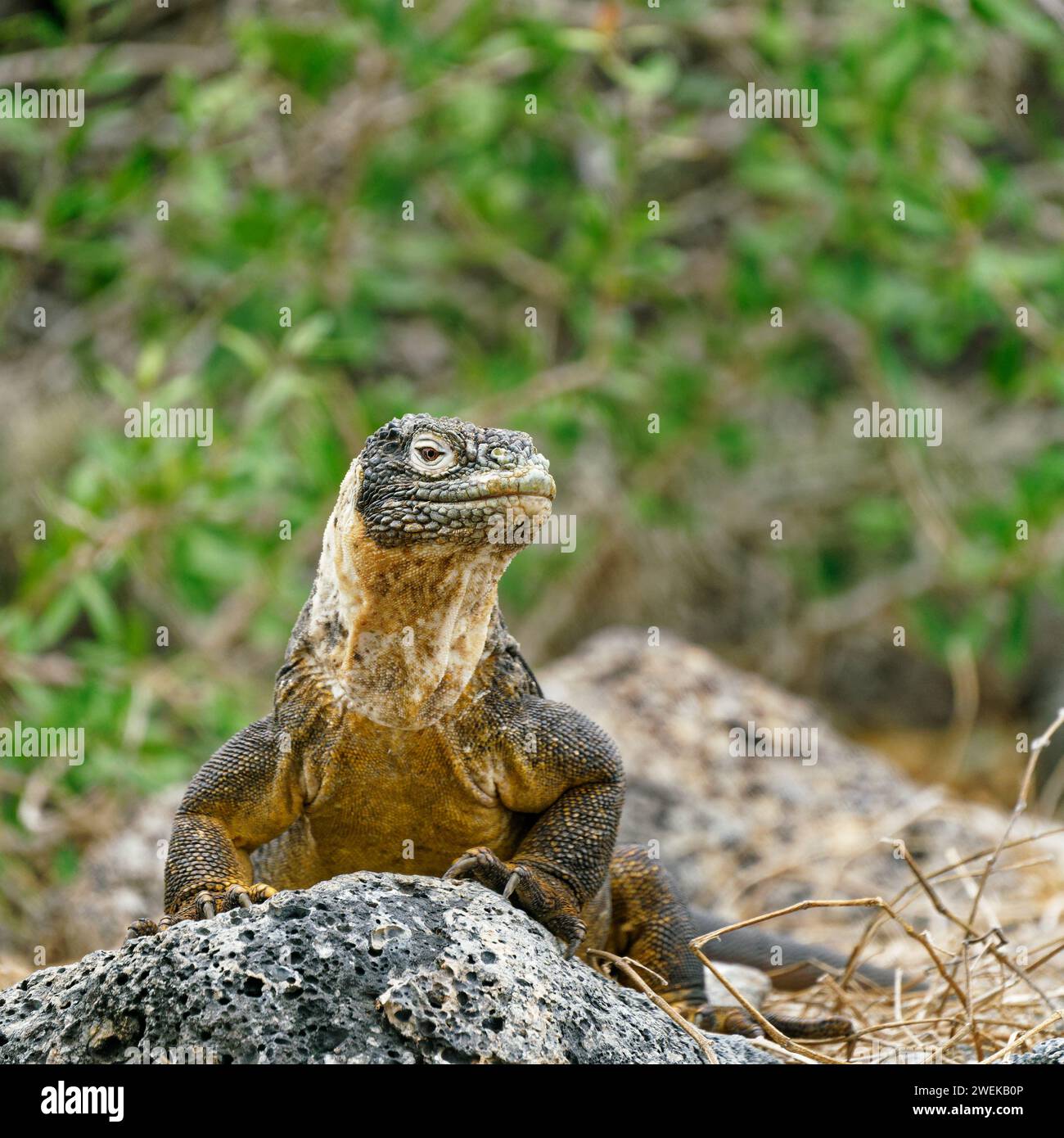 Un'iguana di terra delle Galapagos che prende il sole sull'Isola di Plaza Sur, sulle Isole Galapagos, Ecuador. Foto Stock