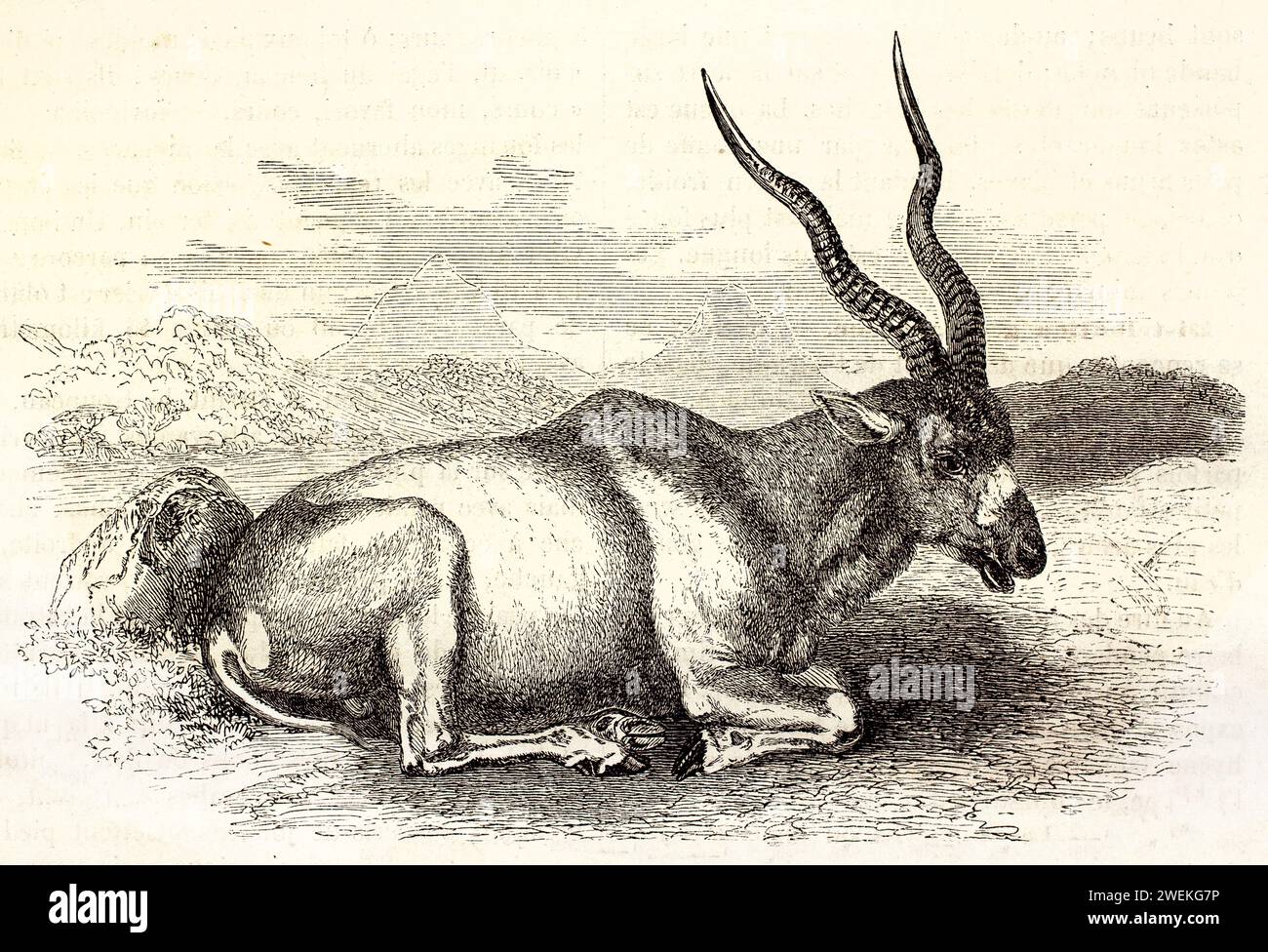 Addax reclinato su una pianura rocciosa, con corna delicatamente attorcigliate verso l'alto. Illustrazione antilope antica, 1878. Foto Stock