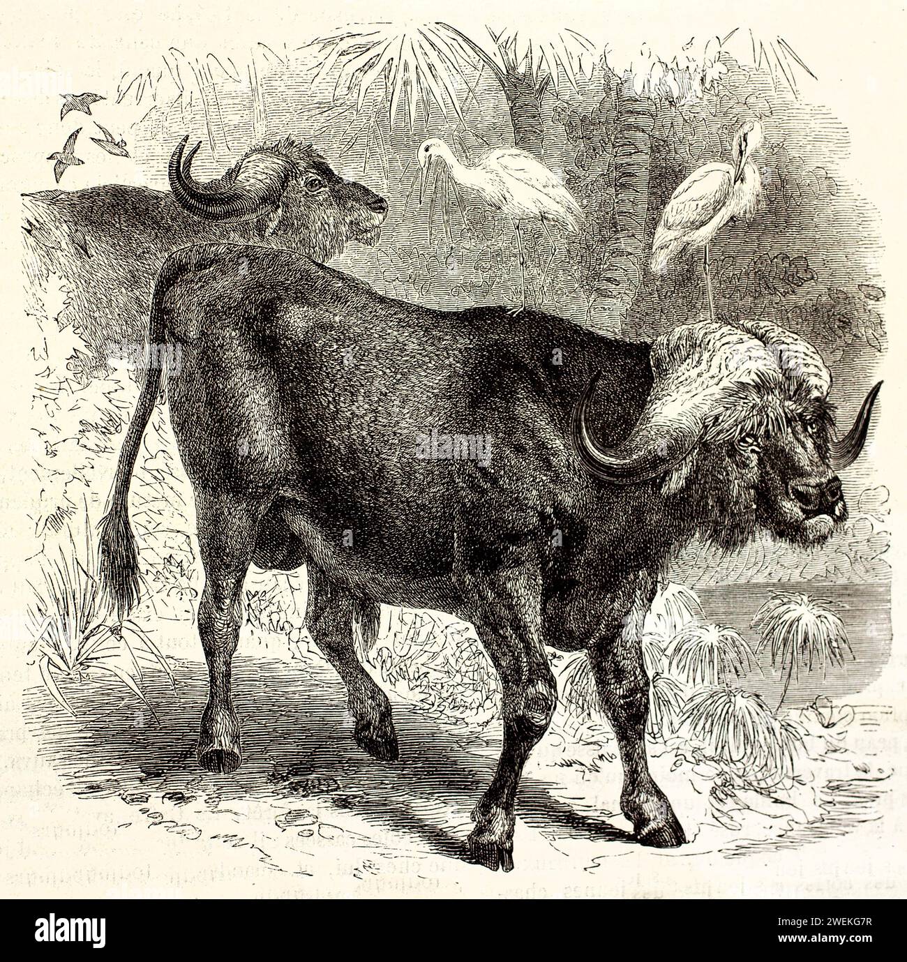 Bufalo africano nella fitta vegetazione della giungla, con un altro bufalo e uccelli sullo sfondo. Illustrazione di animali selvatici antichi ricchi dettagli naturali, 1878 Foto Stock
