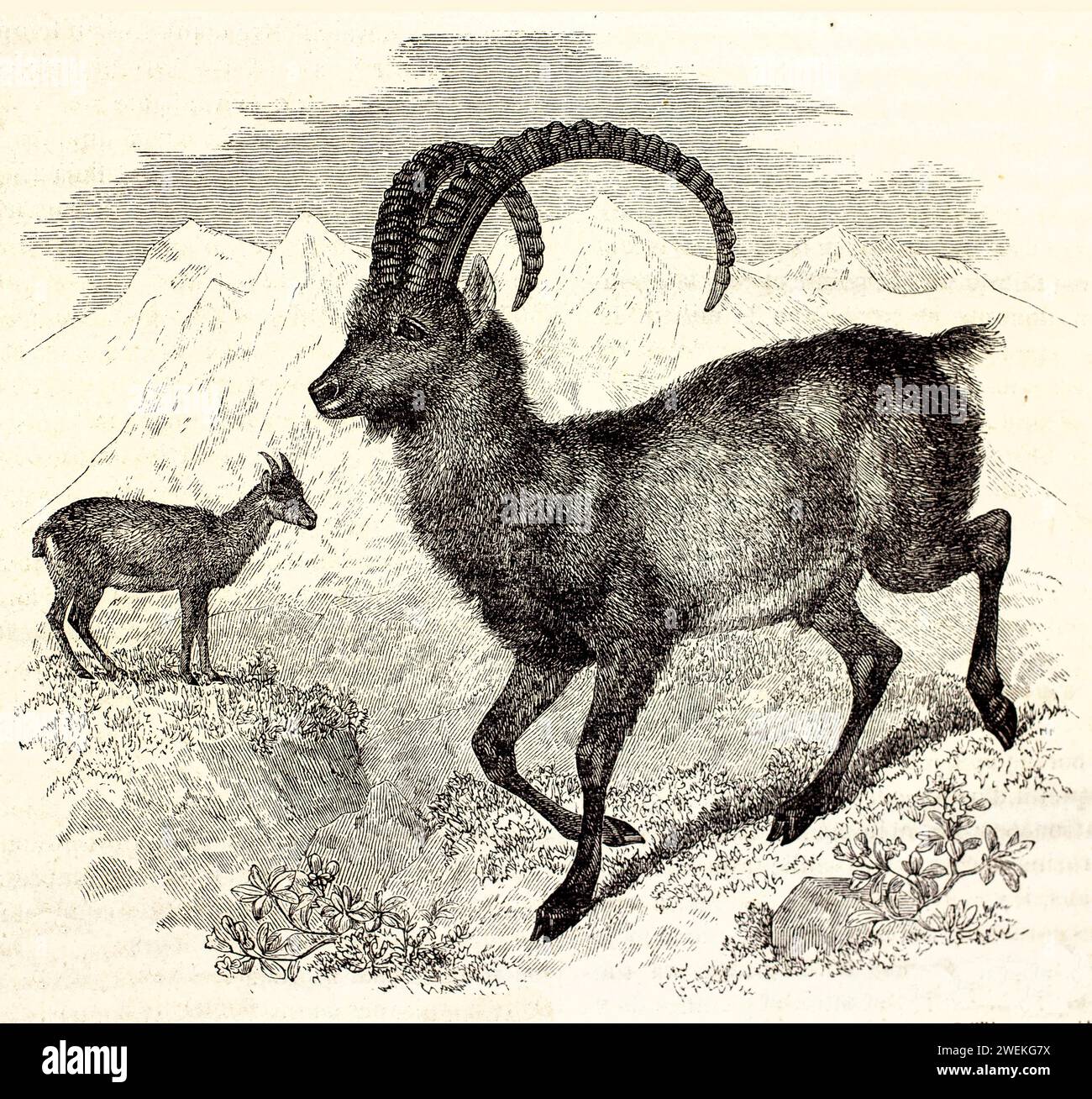 Stambecco alpino che scende su un ripido pendio montano con vista di profilo, mostrando corna ad arco simili a montoni. Illustrazione antica della fauna alpina, 1878. Foto Stock