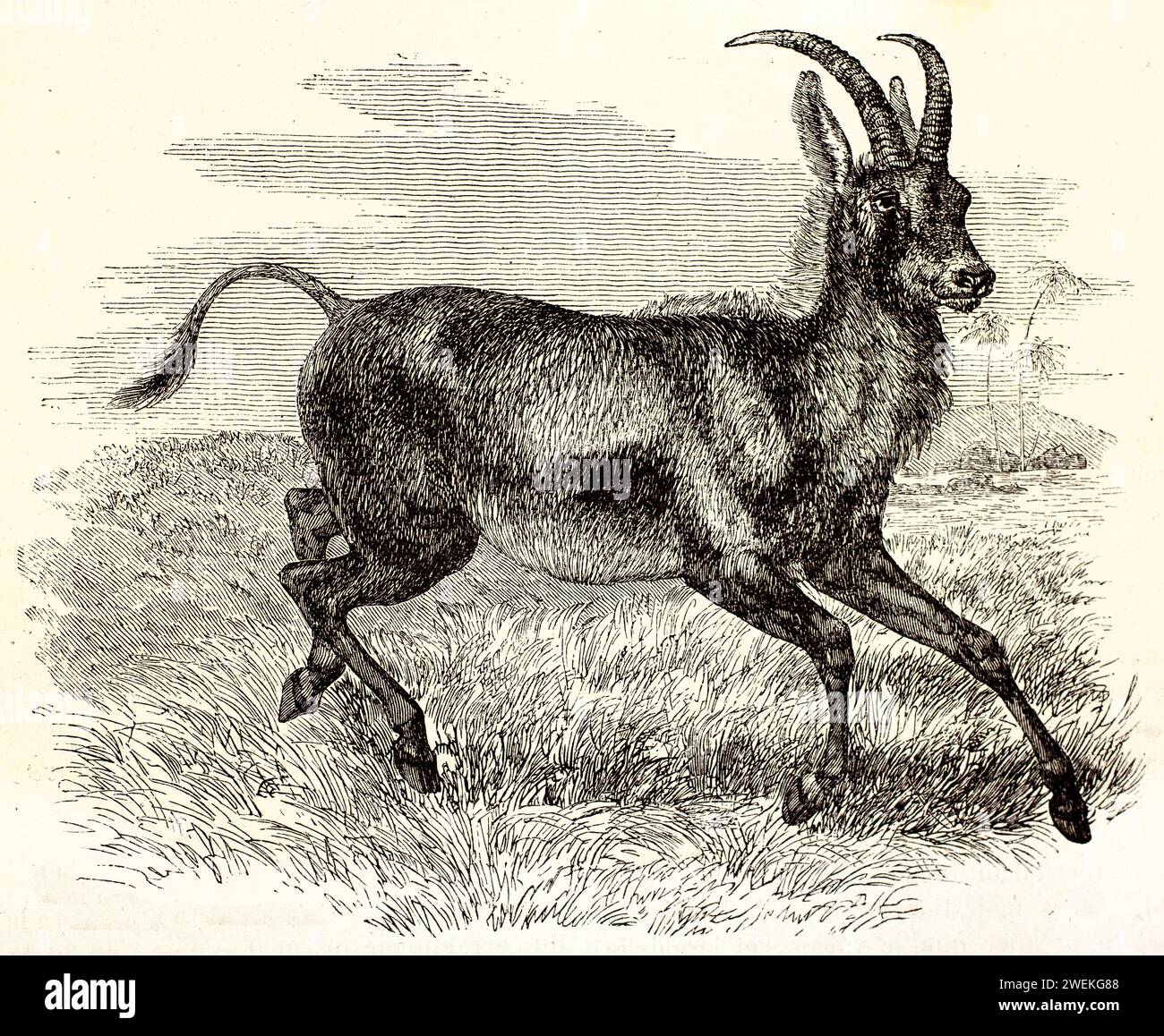 Bluebuck, un'antilope simile a una capra che ha mostrato trotto di profilo attraverso una pianura erbosa. Illustrazione zoologica antica che enfatizza il movimento e l'anatomia, 1878. Foto Stock