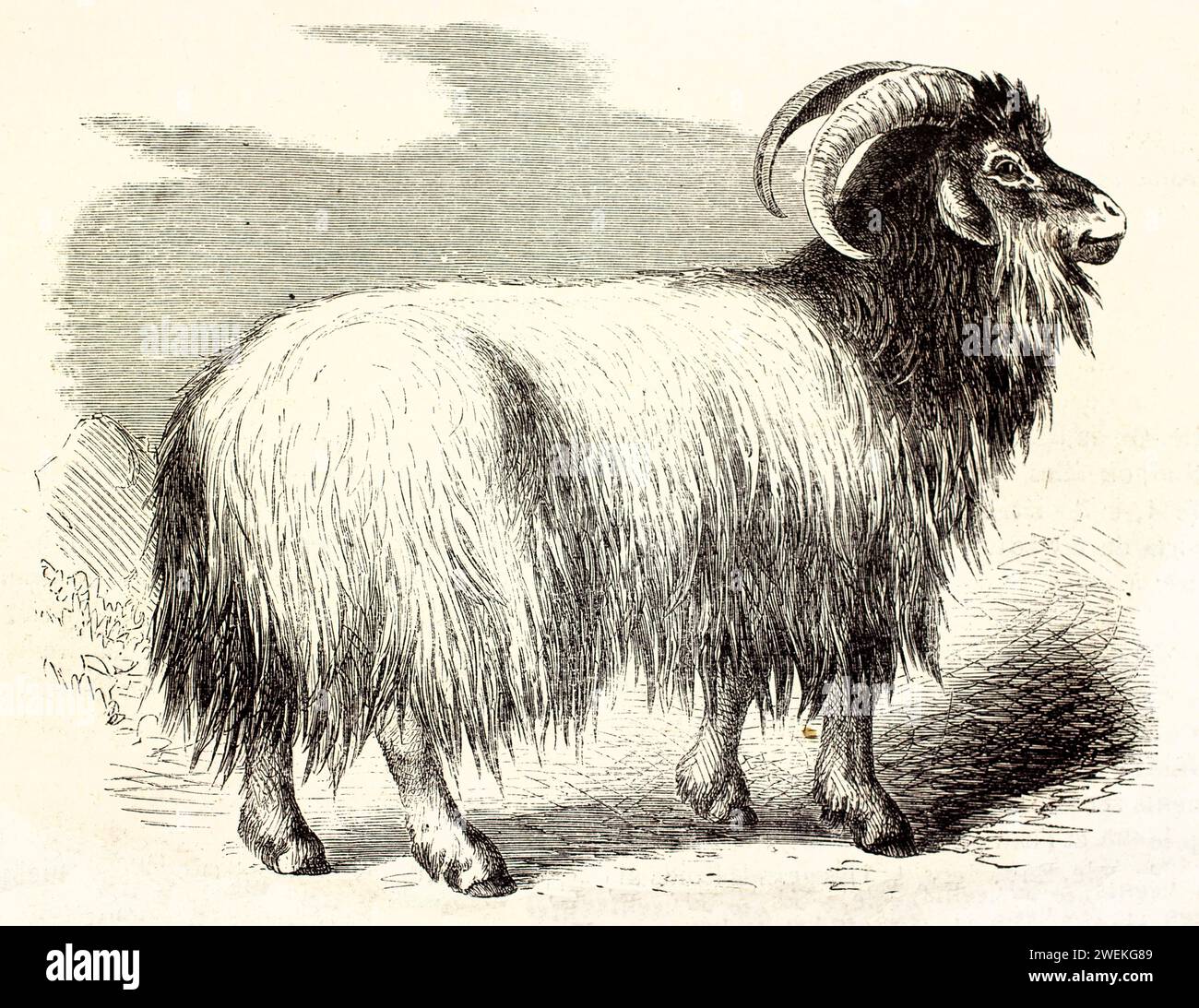 Capra in cashmere di profilo con corna curve e cappotto fluente, in piedi su una superficie naturale ruvida. Illustrazione del bestiame incisa del 1878. Foto Stock