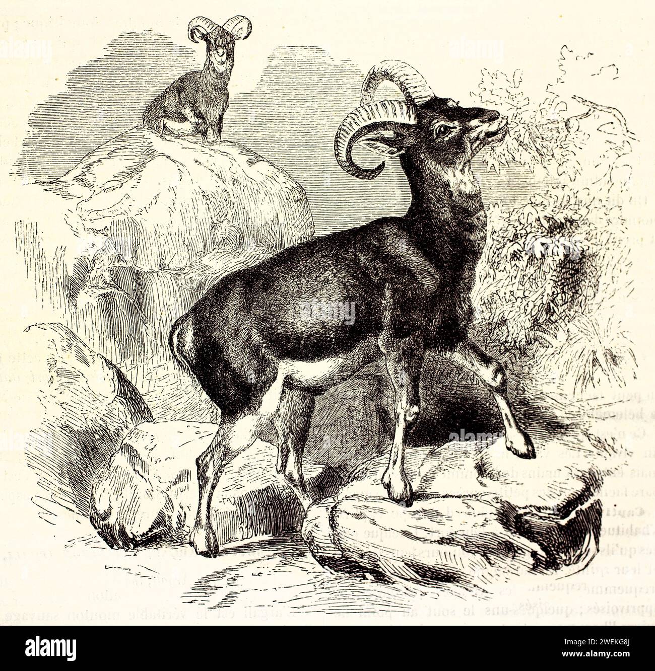 Mouflon europeo che si nutre con corna arrotondate, in piedi su una roccia per sostenerla. Illustrazione della fauna selvatica incisa in contesto naturale, 1878. Foto Stock