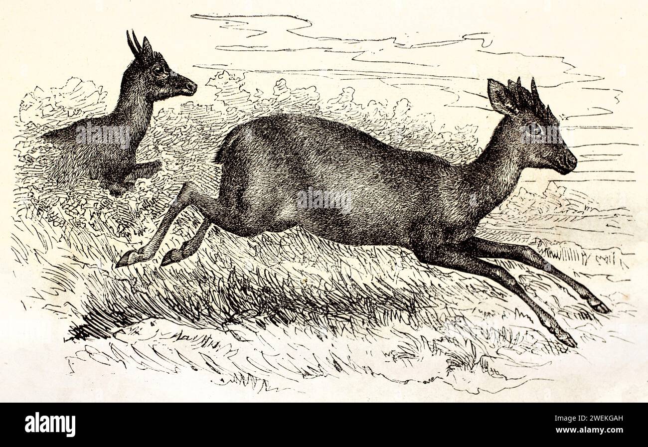 Due antilopi a quattro corna che delimitano le boccole dense, mostrate nel profilo a metà corsa. Antica incisione zoologica della fauna selvatica del 1878. Foto Stock