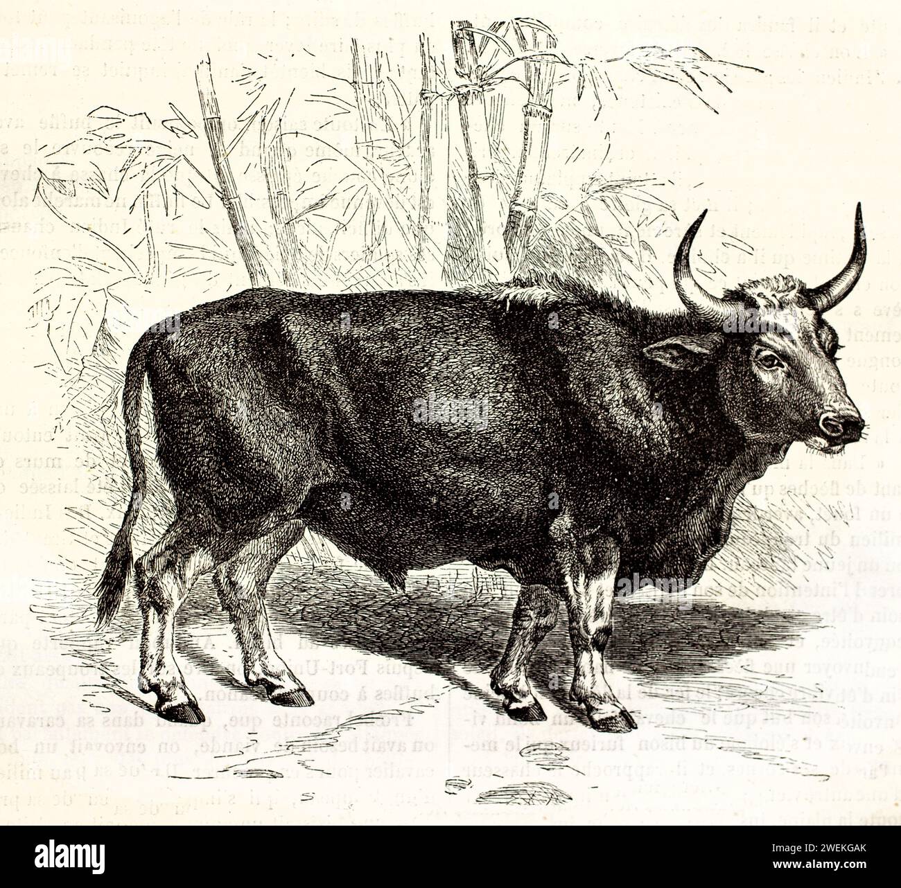Gayal, un bovino selvatico con corna appuntite, mostrato in profilo in mezzo a vegetazione sparsa. Illustrazione zoologica antica 1878 Foto Stock