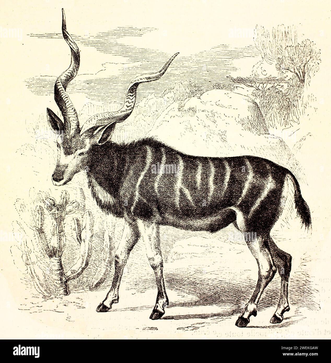 Grande kudu di profilo con camice a righe e corna a spirale su terreni rocciosi desertici. Illustrazione antilope antica, 1878. Foto Stock