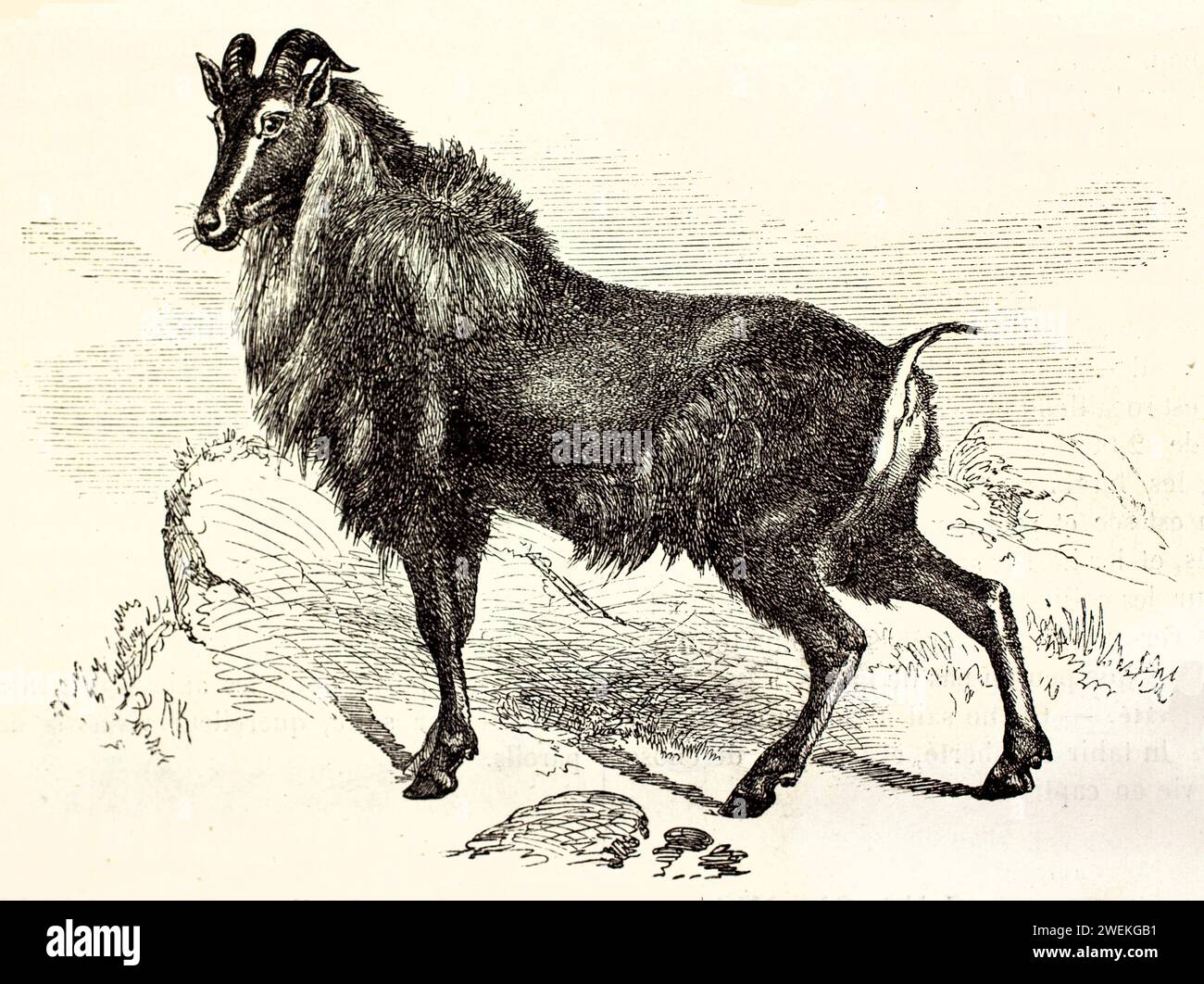Thar himalayano in piedi su terreno roccioso, mostrato in profilo con un leggero angolo posteriore, che gira la testa verso lo spettatore. Illustrazione della fauna selvatica antica Foto Stock