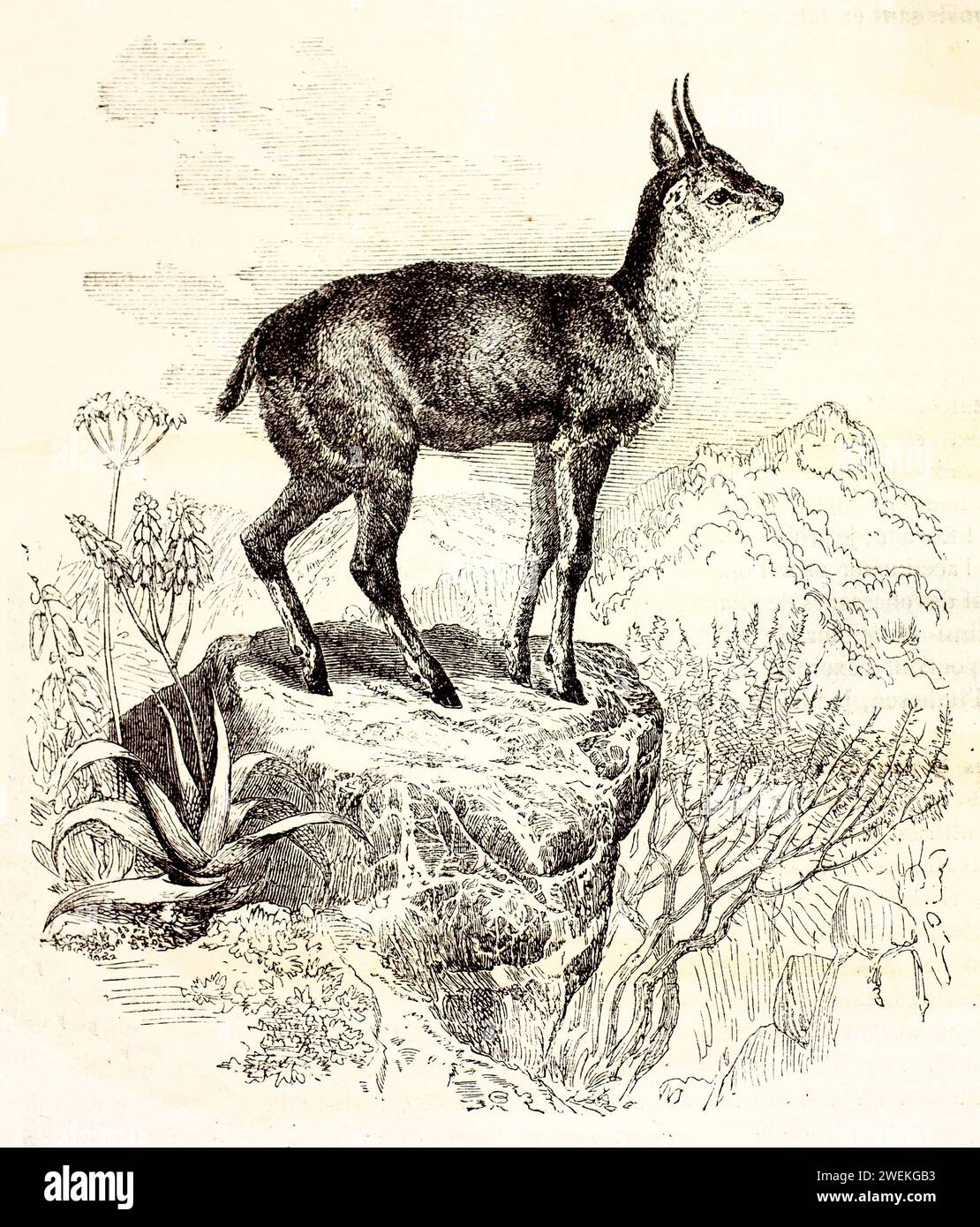 Klipspringer in piedi di profilo su una cima rocciosa con vista sulle montagne. Incisione dettagliata della fauna selvatica del 1878, ideale per l'illustrazione zoologica Foto Stock