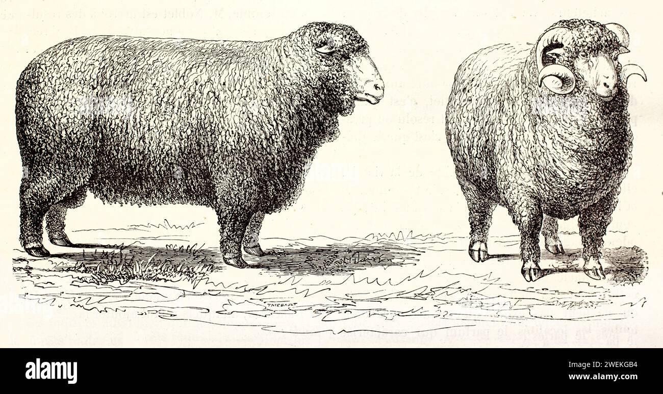 Pecora merino mostrata nella vista anteriore e laterale con un cappotto di lana spessa, su un fondo minimal con sfondo bianco. Illustrazione di studio del bestiame antico, 1878. Foto Stock