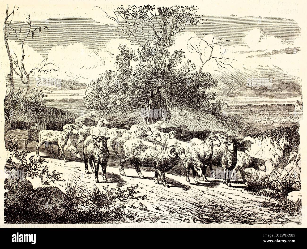 Gregge di pecore merino che si muovono attraverso un paesaggio pianeggiante, guidato da un pastore al centro che tiene un bastone. Antica illustrazione pastorale del 1878. Foto Stock