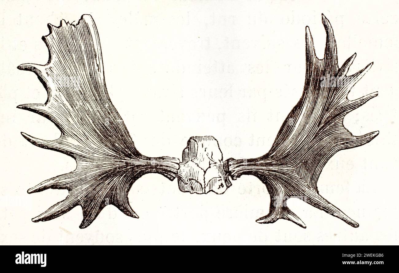 Palchi d'alce mostrati in isolamento su sfondo bianco, presentati come riferimento anatomico. Antica illustrazione zoologica del 1878. Foto Stock