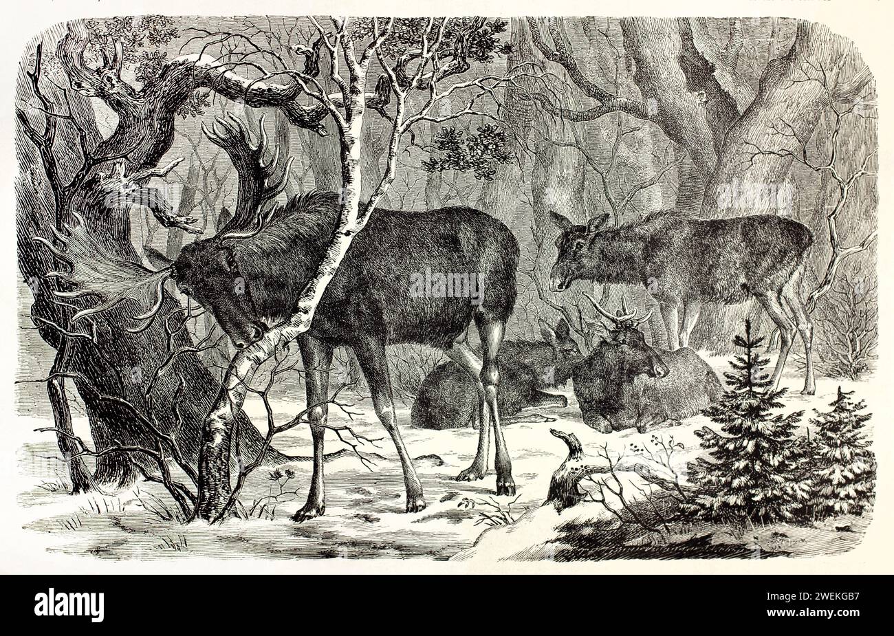 Gruppo di alci in una foresta intricata: Due riposi, uno in piedi, uno che si nutre di legno. Illustrazione antica, 1878. Foto Stock