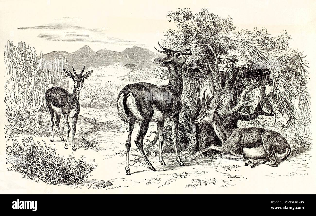 Tre gazzelle di montagna che si nutrono di vegetazione su una superficie rocciosa piana. Antica illustrazione zoologica raffigurante il comportamento del pascolo e l'habitat, 1878. Foto Stock