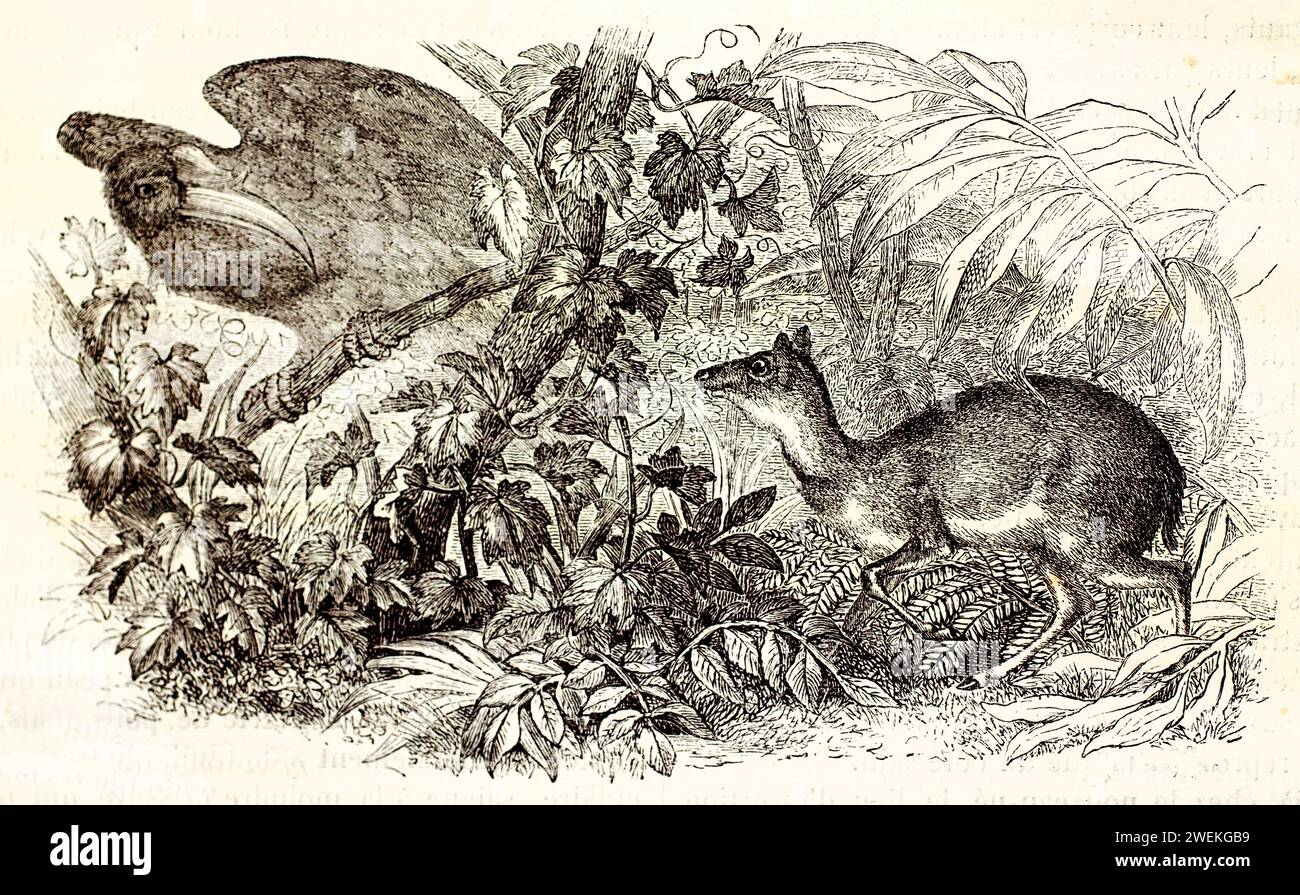 Cervi topi senza corna che si muovono attraverso la fitta vegetazione, incontrando un grande uccello con un lungo becco ricurvo. Illustrazione della fauna selvatica antica, 1878. Foto Stock