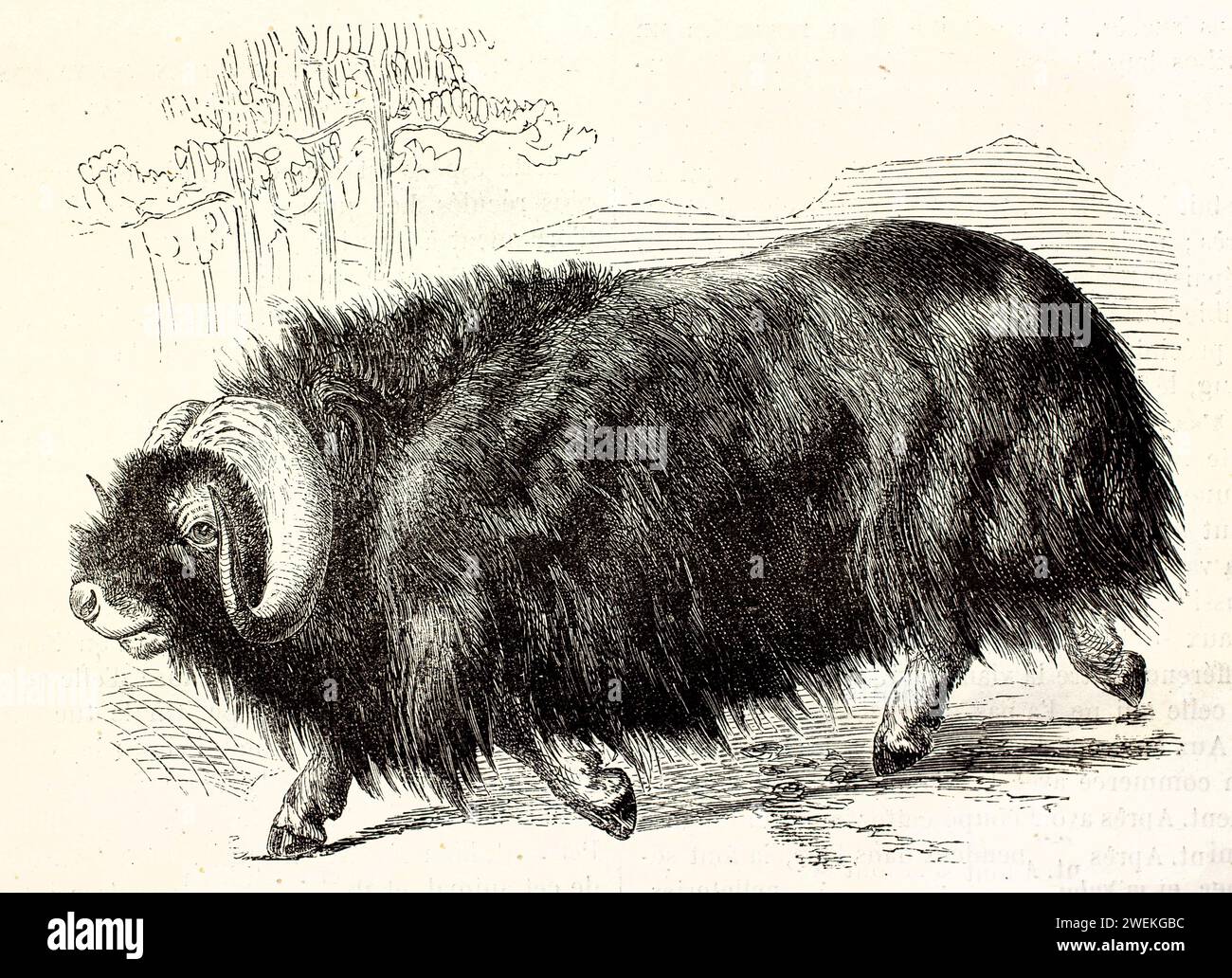 Muskox che cammina in discesa con uno spesso cappotto e corna curve. Illustrazione antica di bovini artici, 1878. Foto Stock