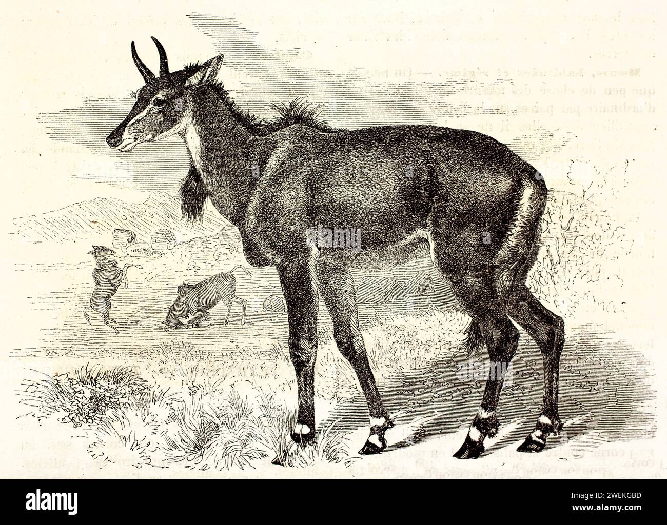 Nilgai, un mammifero sottile simile a un'antilope con gambe lunghe, mostrato in profilo su uno sfondo montagnoso leggermente abbozzato. Illustrazione della fauna selvatica 1878 Foto Stock