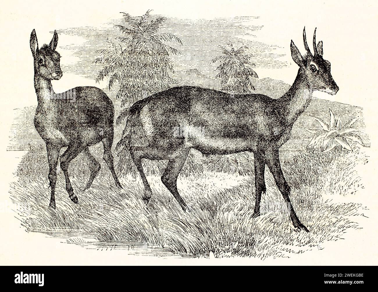 Due oribi antilopi nella vegetazione naturale, uno di profilo e l'altro di allarme. Incisione dettagliata della fauna selvatica con postura dinamica, 1878. Foto Stock