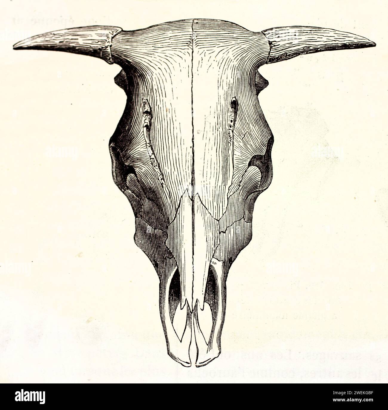 Cranio OX visualizzato frontalmente su sfondo bianco, riferimento anatomico dettagliato. Illustrazione veterinaria antica, 1878. Foto Stock