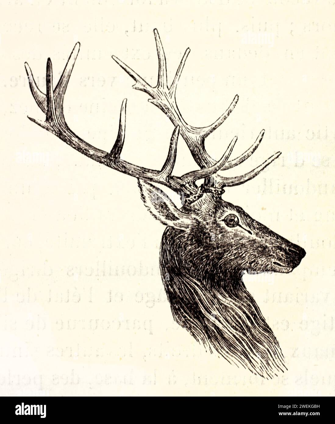 Testa di cervo rossa isolata su sfondo bianco, con prominenti corna ramificate. Illustrazione zoologica antica incentrata su anatomia e forma, 1878. Foto Stock