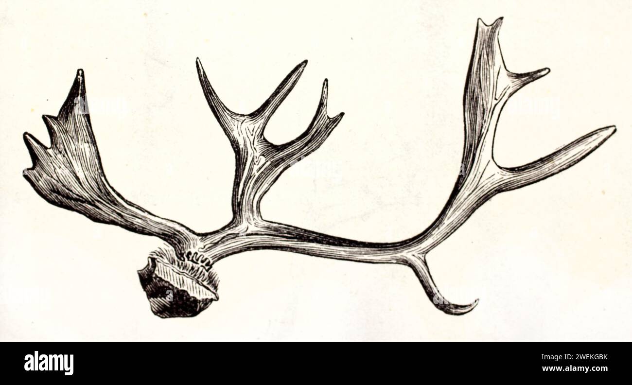 Corna di renna isolata su sfondo bianco in una vista anatomica dettagliata. Illustrazione di riferimento zoologico antico, 1878. Foto Stock