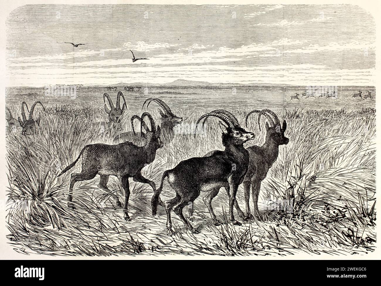 Antilopi Sable con corna ricurve nascoste nell'erba alta, altri corrono sullo sfondo. Illustrazione di animali selvatici antichi con composizione dinamica, 1878 Foto Stock