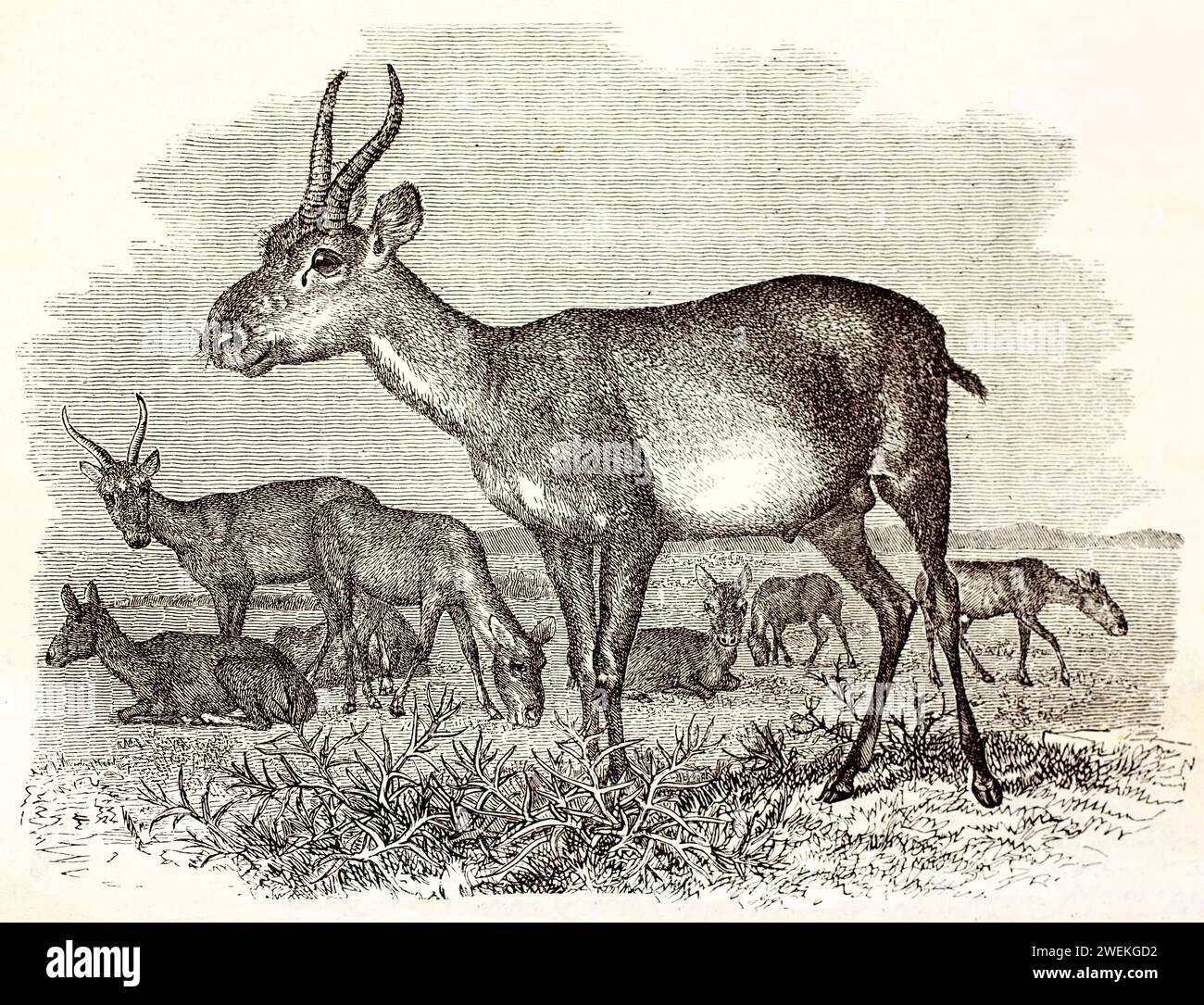 Gruppo di antilopi Saiga appoggiato su una pianura aperta, con un individuo in allerta in primo piano. Antica illustrazione di animali selvatici del 1878. Foto Stock