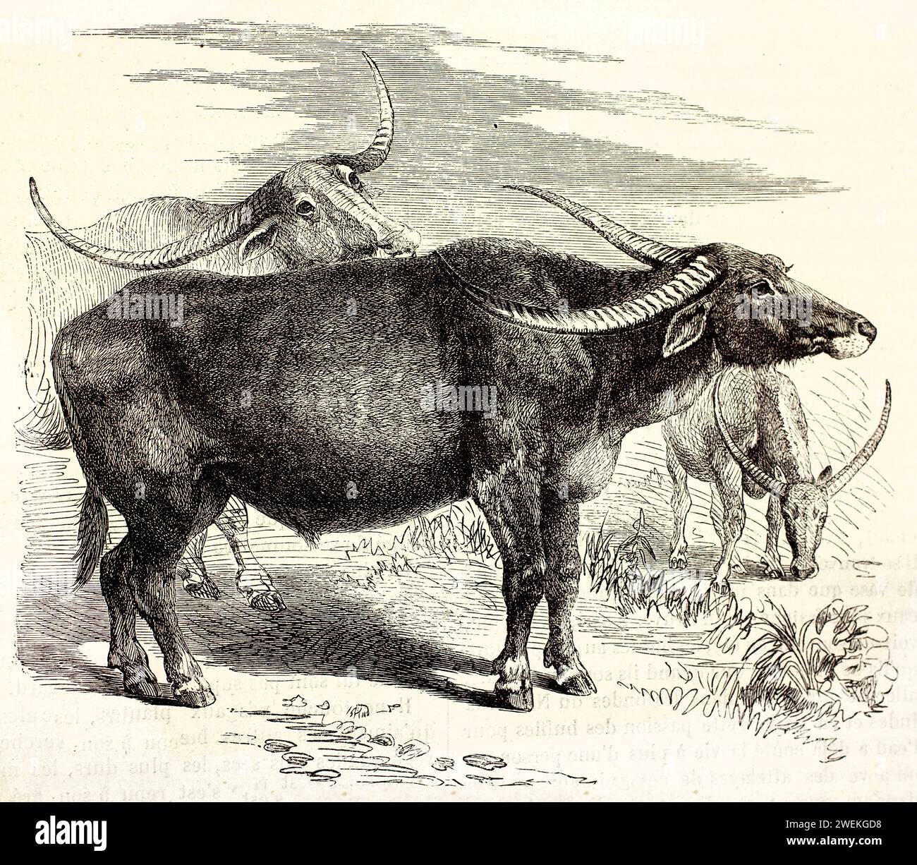 Il bufalo d'acqua di profilo domina la scena, con altri due disegnati più sfacciatamente sullo sfondo. Illustrazione del bestiame antico, 1878. Foto Stock