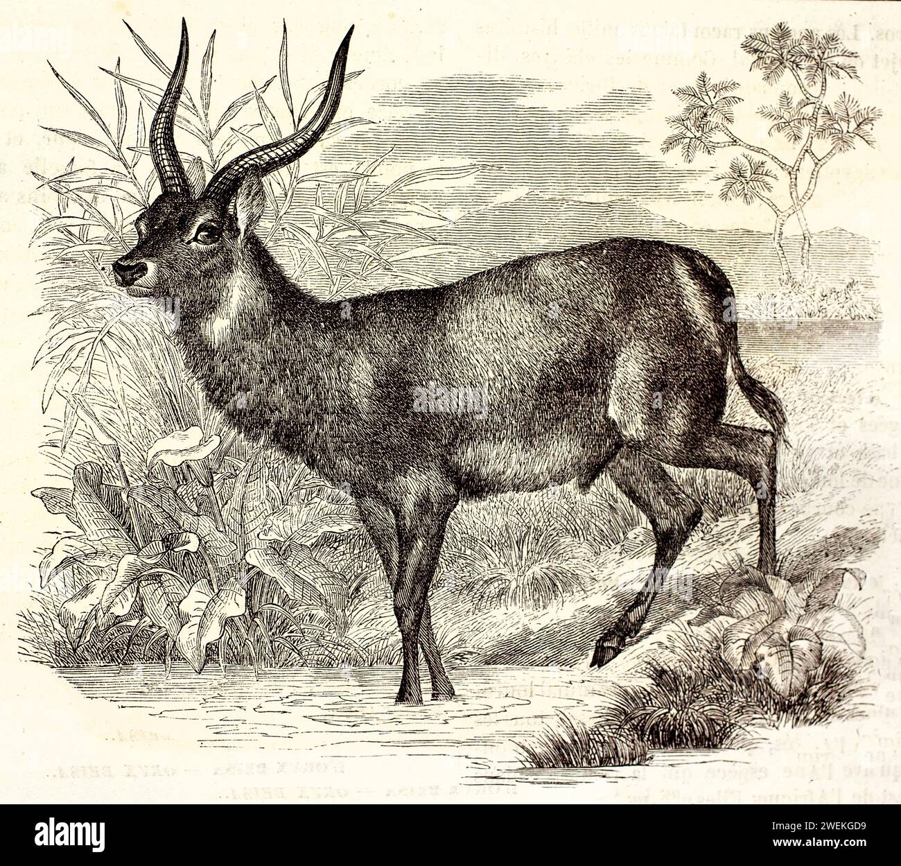 Un acquascobaleno con corna delicatamente ricurve che si avvicinano con cautela ad un corpo d'acqua circondato dalla vegetazione. Illustrazione della fauna selvatica antica 1878 Foto Stock