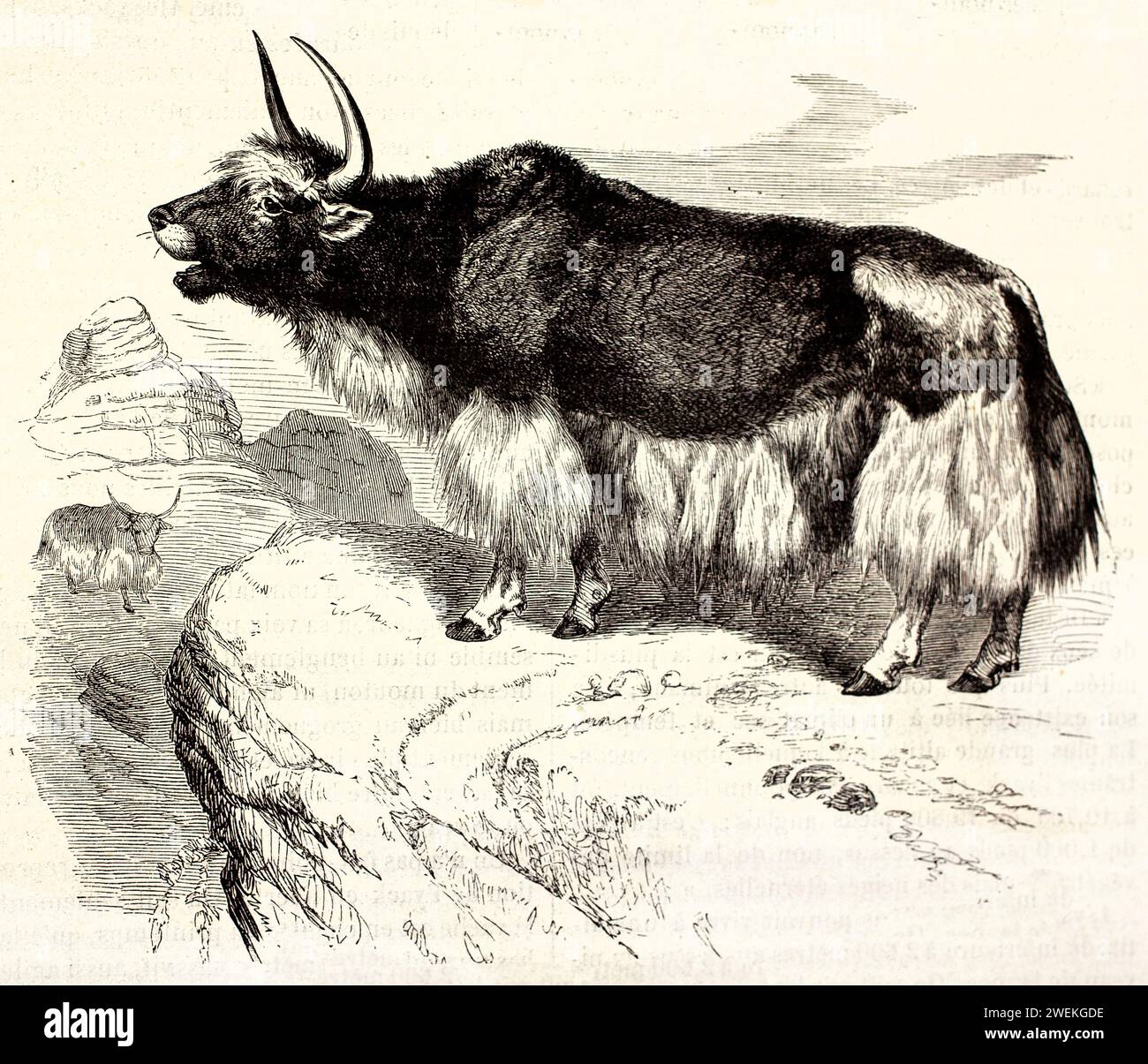 Yak in piedi di profilo su una roccia alta, bocca aperta in vocalizzazione. Illustrazione della fauna selvatica incisa che mostra la postura e l'ambiente, 1878. Foto Stock