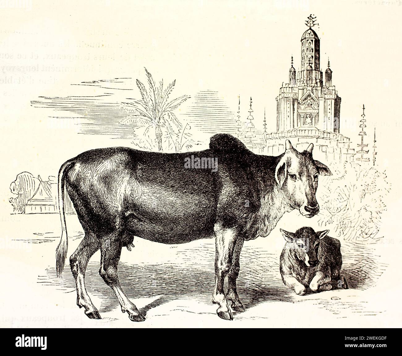 Zebu e vitello di profilo con un villaggio tropicale sullo sfondo. Antica incisione zoologica raffigurante il bestiame domestico in contesto rurale, 1878. Foto Stock