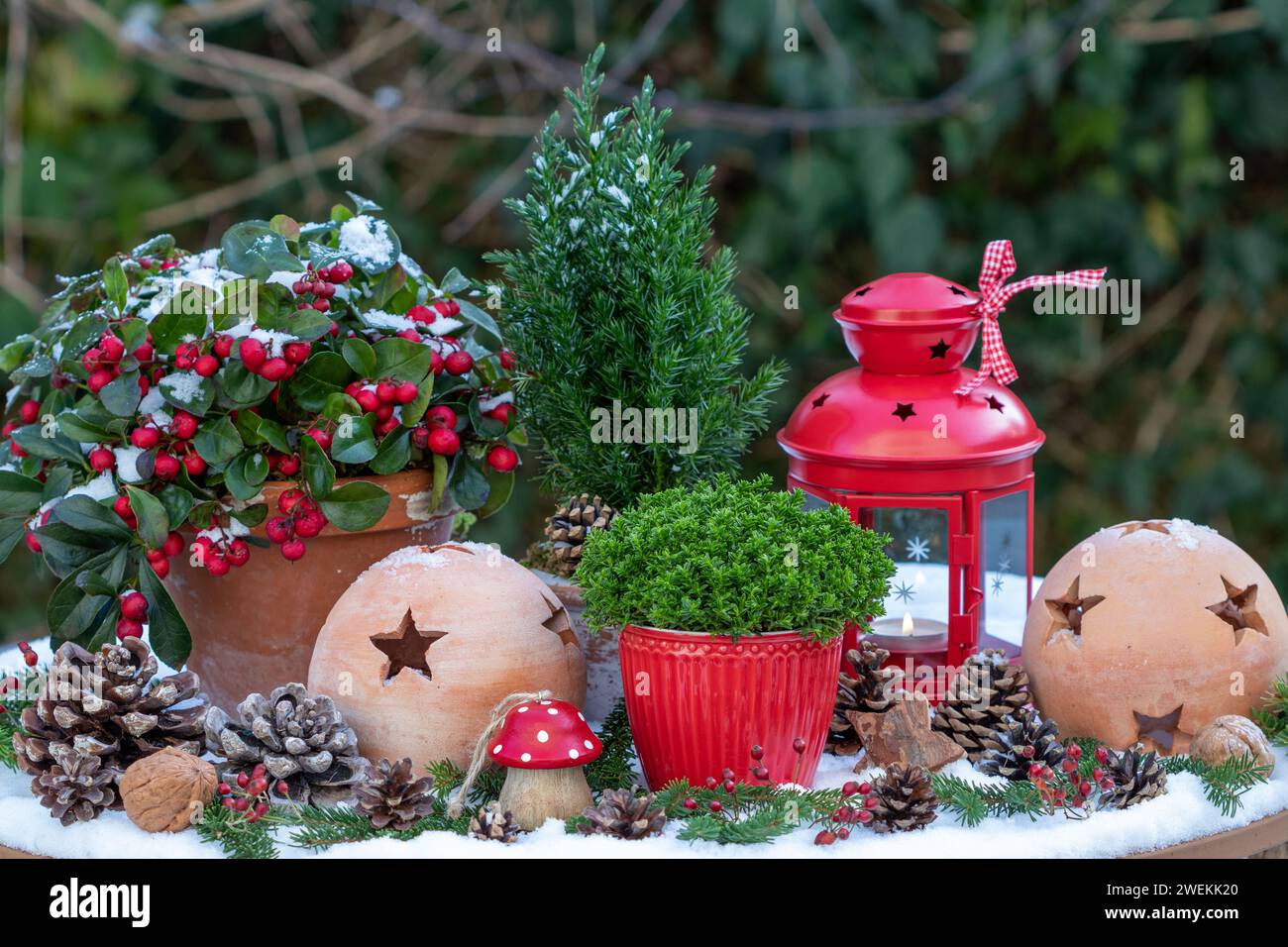 allestimento giardino di natale con piante invernali in pentole, lanterna e palle di terracotta Foto Stock