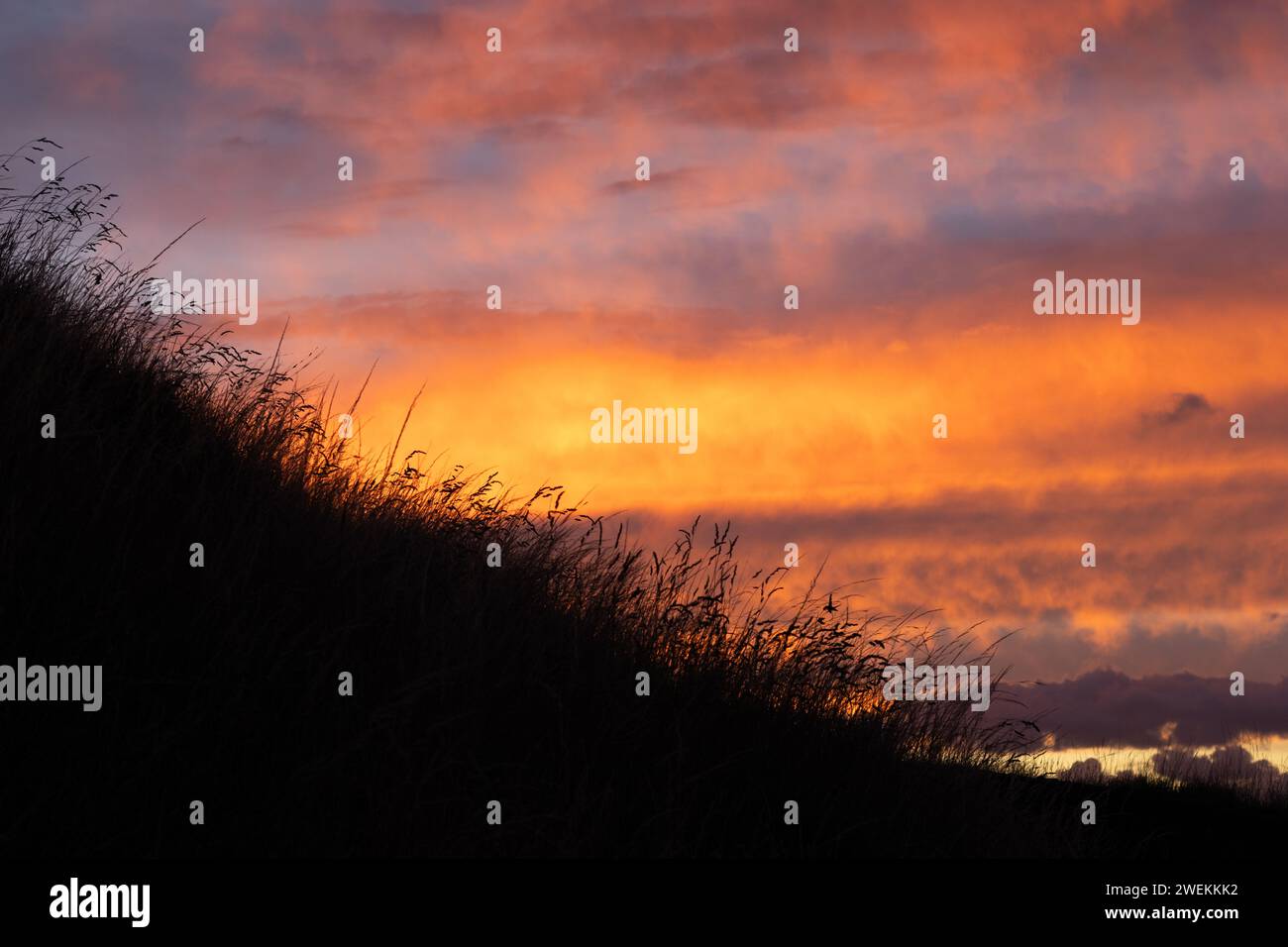 Splendido tramonto al Cornwall Park, Auckland Foto Stock