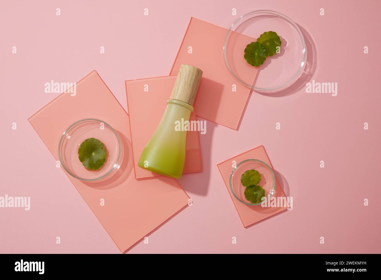 Una bottiglia di vetro verde posta su alcune lenzuola acriliche decorate su sfondo rosa con foglie di gotu kola in piatti di Petri. Scena minima per il pacchetto mockup Foto Stock