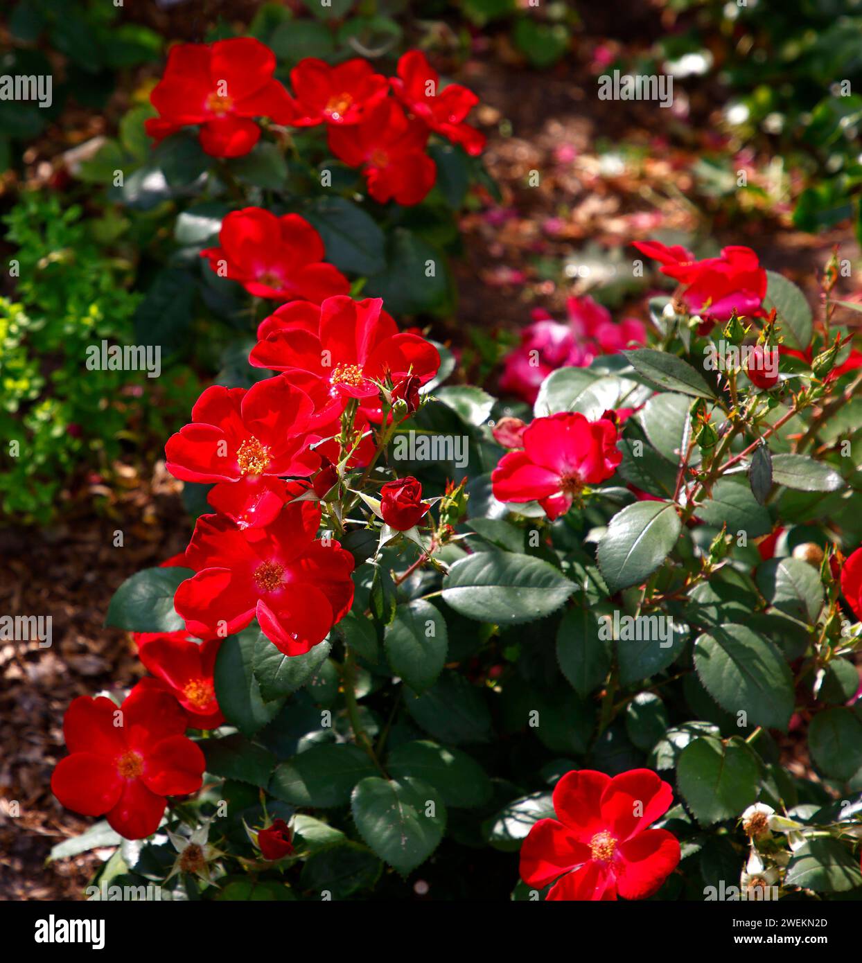 Primo piano dei fiori rossi e delle foglie verdi della rosa Rosa Home Run. Foto Stock