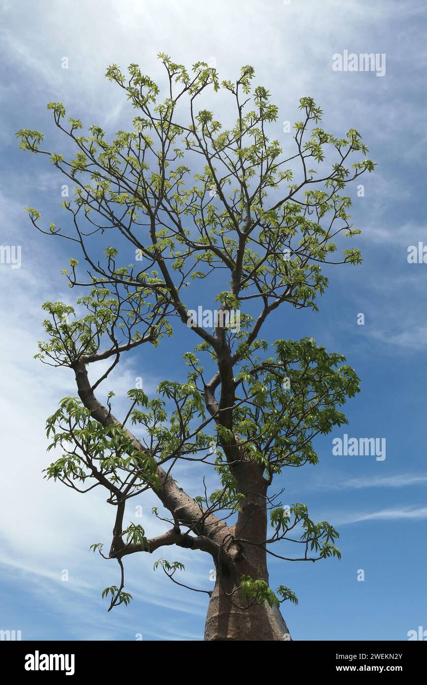 Primo piano delle foglie verdi e dei rami dell'albero nativo australiano Adansonia gregorii o Boab. Foto Stock
