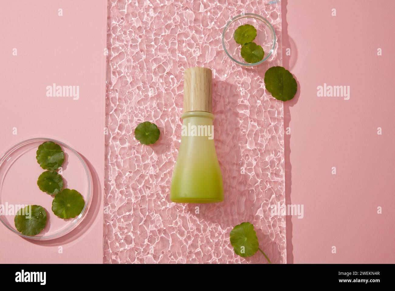 Scena minimalista per la pubblicità di cosmetici - flacone verde senza etichetta su foglio acrilico trasparente decorato con foglie di gotu kola e piatto di petri su b rosa Foto Stock