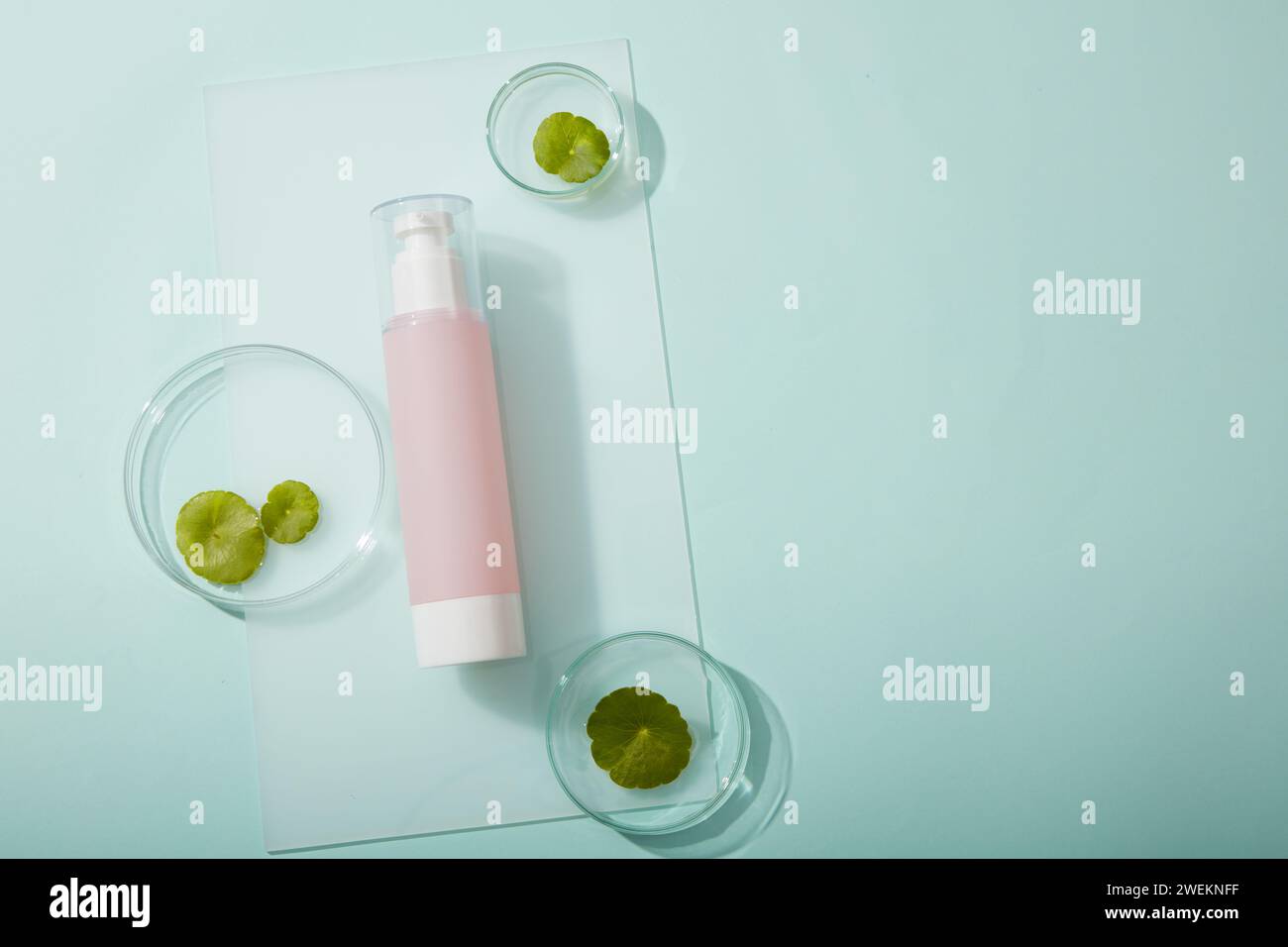 Contenitori per biberon cosmetici con foglie di Gotu kola fresche visualizzati in piastra di Petri su sfondo blu pastello. Scena minimalista per il branding di prodotti, cosmetici Foto Stock