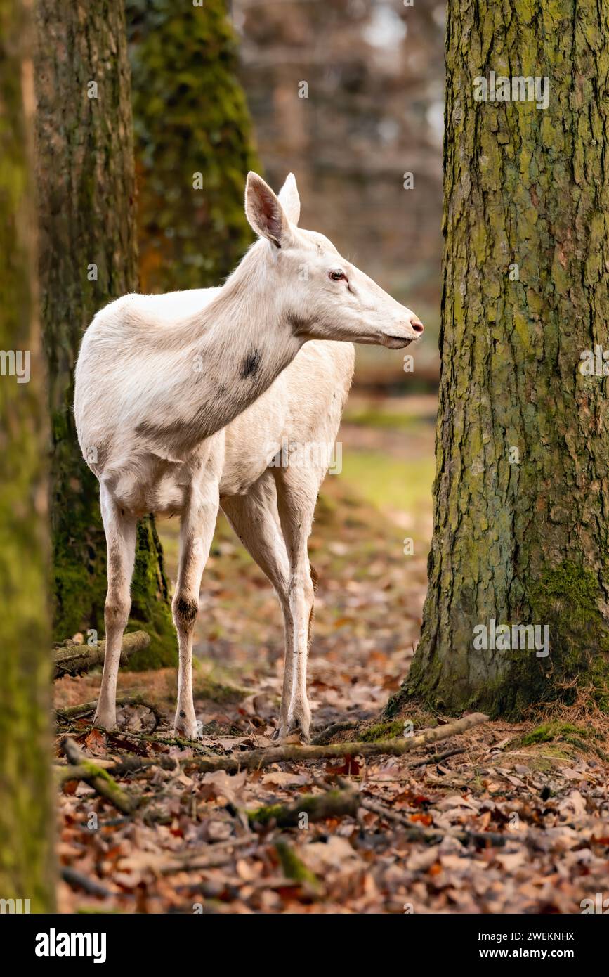 Un cervo ben posizionato accanto ad un bellissimo albero. Foto Stock