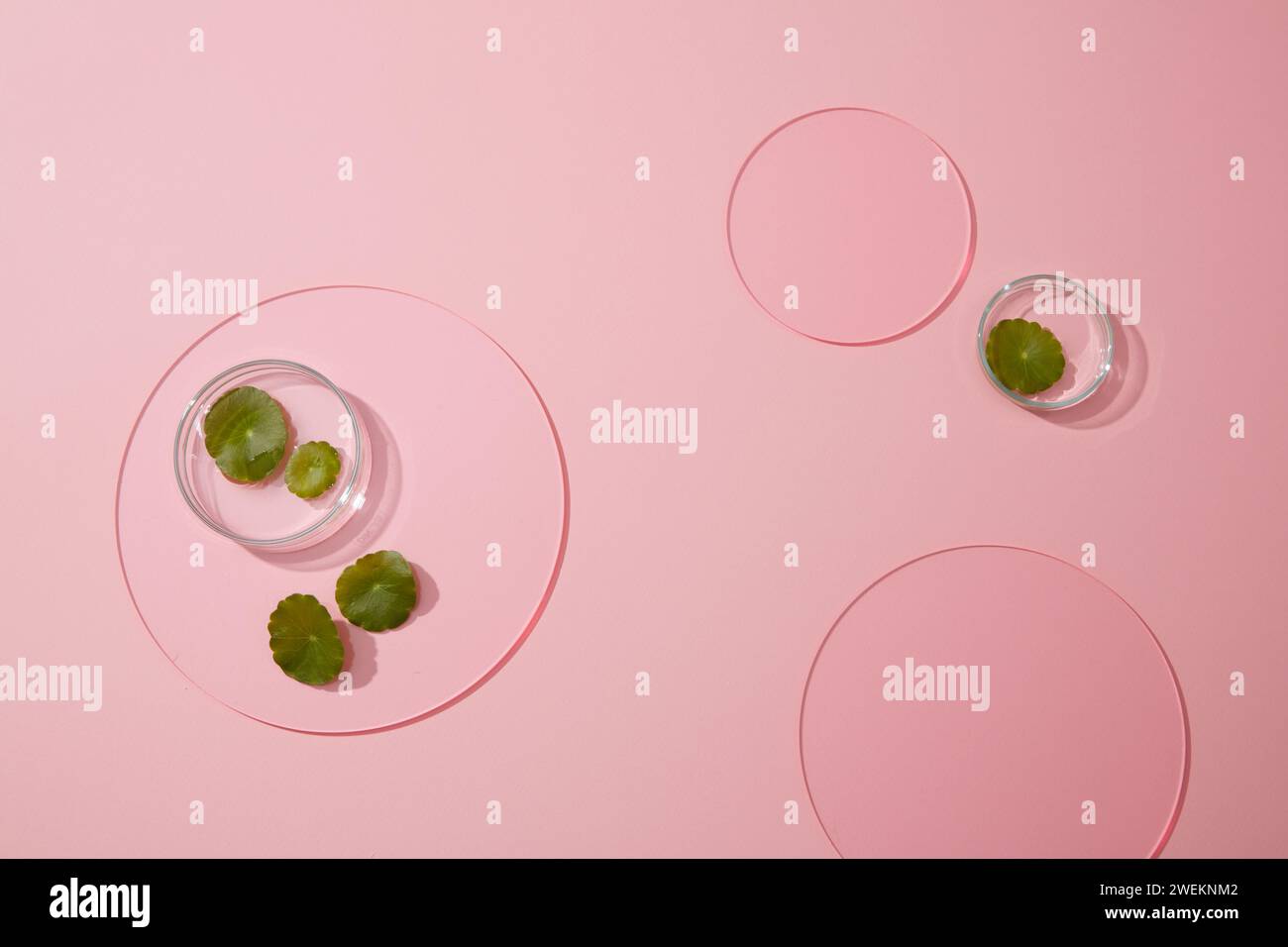 Scenografia minimalista con foglie fresche di kola di gotu su piatto Petri e lenzuola acriliche decorate su sfondo rosa. Spazio vuoto per la visualizzazione cosmetica o piazzata Foto Stock