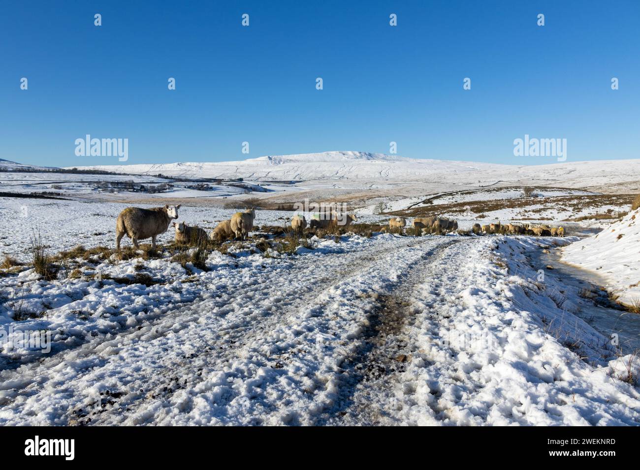 Pecore nello Yorkshire Dales National Park tra Ribblehead e Pen-y-ghent in una splendida giornata invernale con molta neve a terra e cielo limpido. Foto Stock