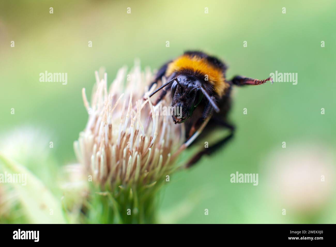 Bumble Bee (Bombus sp.) Raccolta di Pollen Front View dal prato sloveno Foto Stock