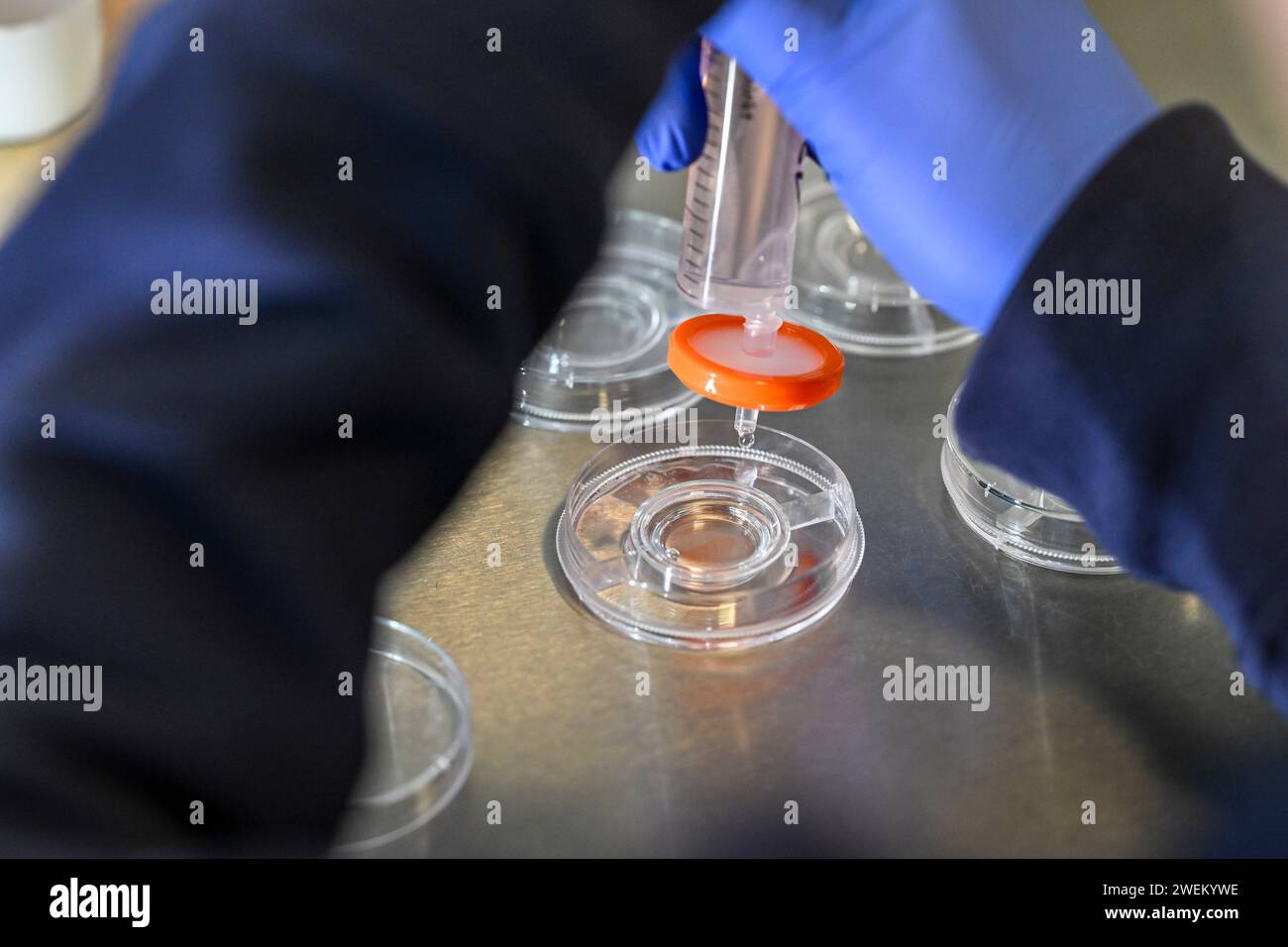 Berlino, Germania. 17 gennaio 2024. Nel laboratorio cellulare, vengono preparati piatti di coltura presso il Fertility Center Berlin per raccogliere le uova dopo il recupero delle uova. Crediti: Jens Kalaene/dpa/Alamy Live News Foto Stock