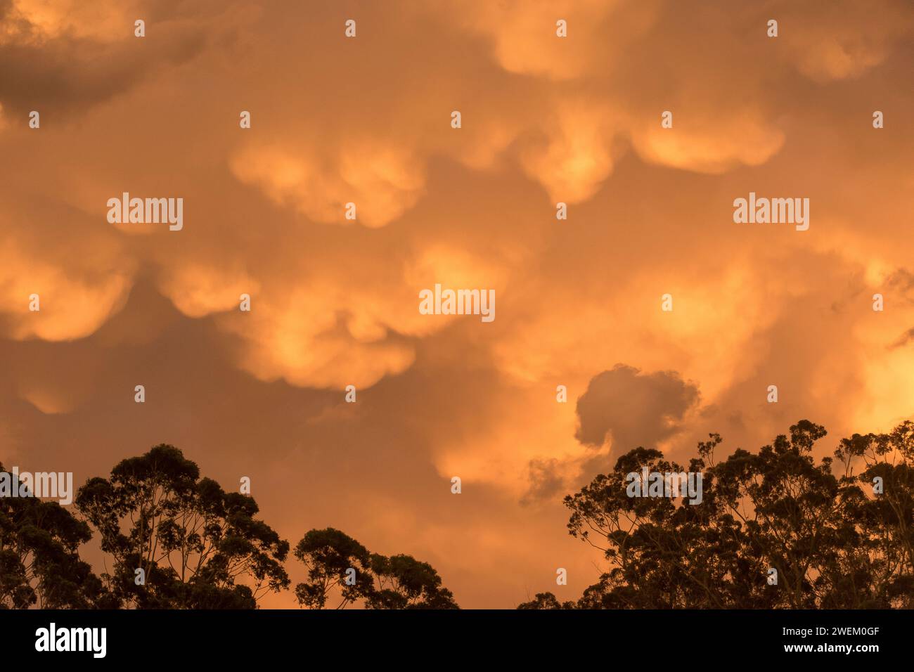 Nubi mammatus che si formano al tramonto sopra Tamborine Mountain, Australia, e che prevedono una tempesta imminente. Le tasche sono appese sotto le nuvole cummulonimbus. Foto Stock