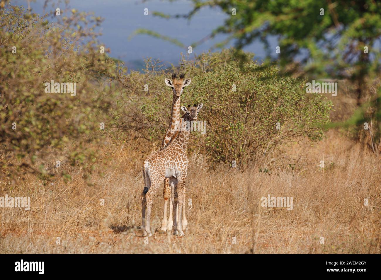 Due piccole giraffe reticolate in habitat naturale, Kenya. Foto Stock